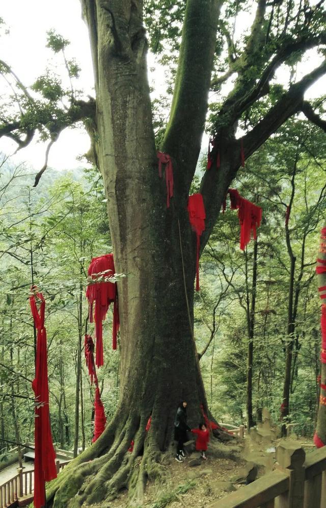 中国8大千年古树,最老一棵4000岁,世所罕见!