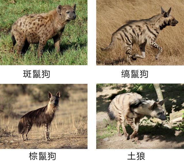 鬣狗不是犬科它也爱干净事实上关于鬣狗的这些传闻都不是真的