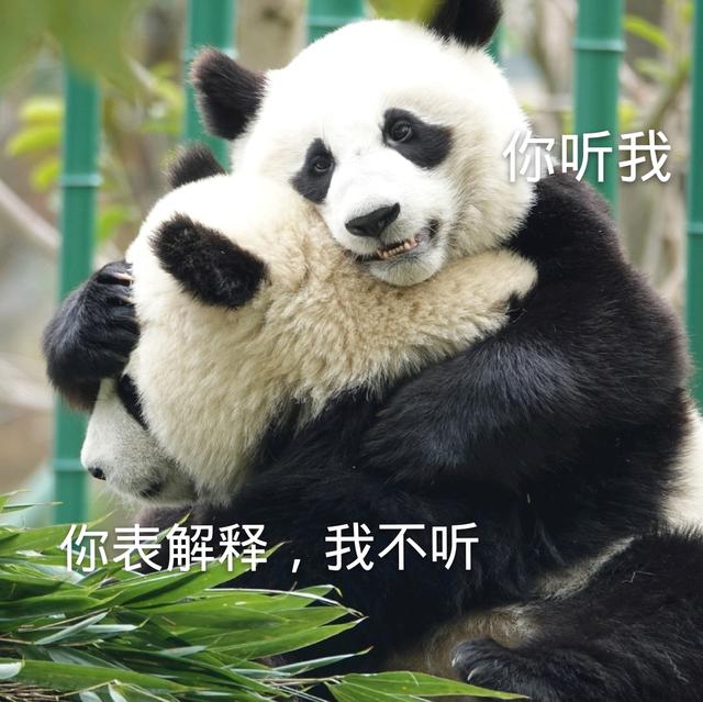 搞笑表情包系列:可爱的大熊猫已上线|大熊猫|表情包|国宝_新浪新闻