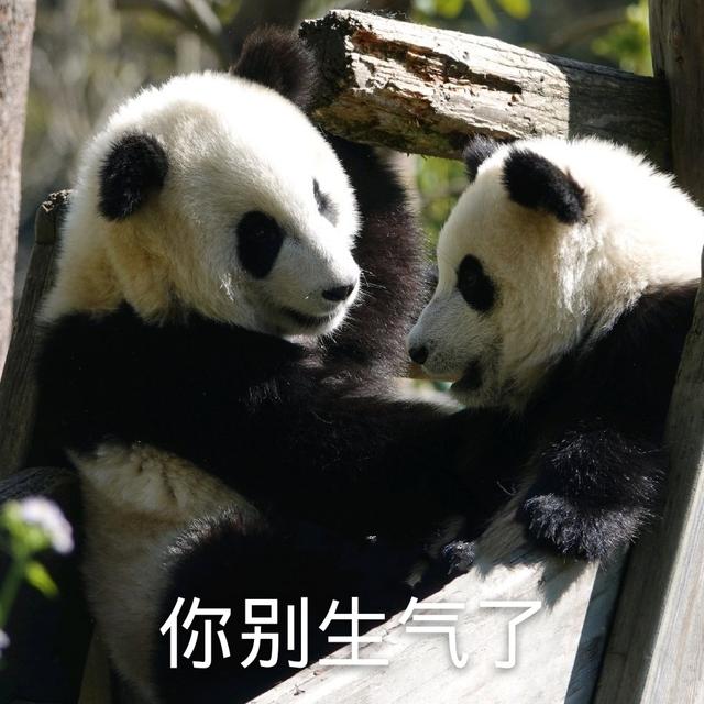 搞笑表情包系列:可爱的大熊猫已上线|大熊猫|表情包|国宝_新浪新闻