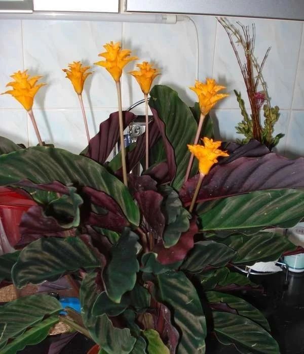 特容易开花的黄苞竹芋能开火焰般的花养树荫下都没问题