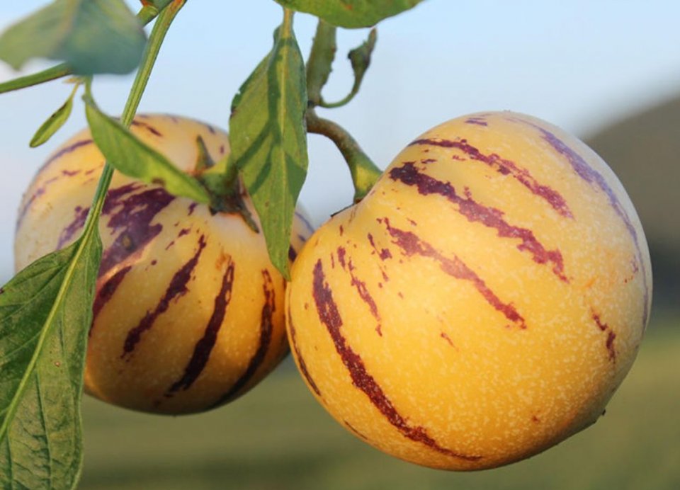 为啥要叫人参果啊?__财经头条