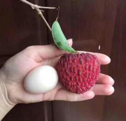 火山缝里荔枝王拳头一般大切记别多吃小心荔枝病