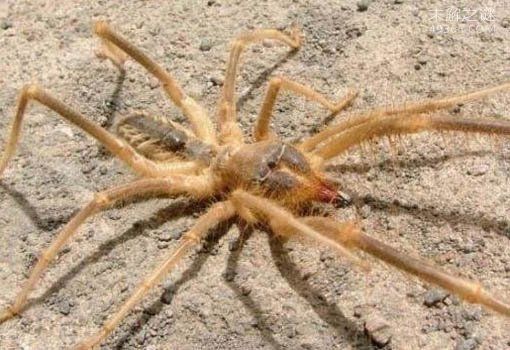 巨骆驼蜘蛛吃掉骆驼分分钟搞定的怪虫现身美军营地