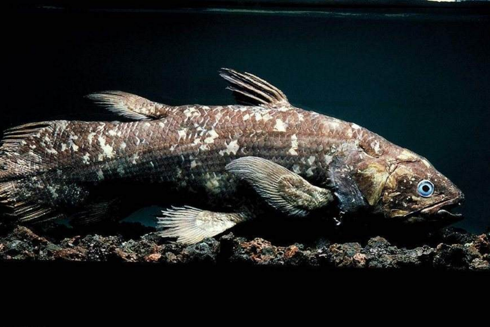 腔棘鱼|生物|恐龙_新浪新闻