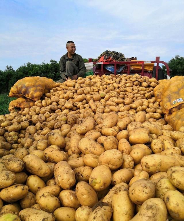 马铃薯实现高产优收并不难地下块茎膨大期这5项管理很关键