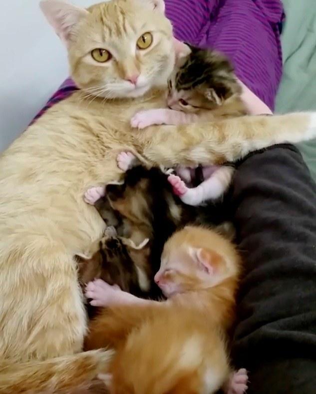 好心人决定收留猫妈和它的孩子|母猫|收容所|小猫_新浪新闻