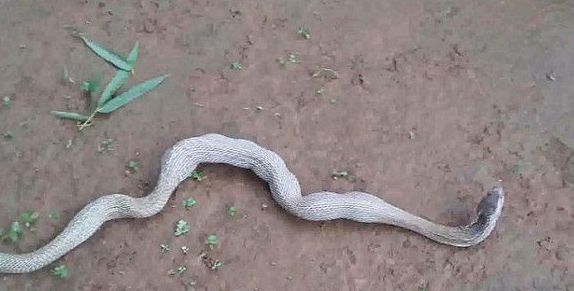 男子发现一条蛇肚子一节一节,拍照留念,发现吐出的东西令人意外