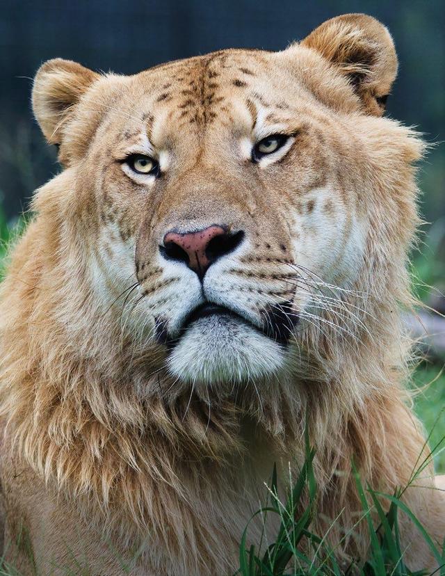 狮虎兽的身体真的会一直长,长成远古巨兽的模样吗?