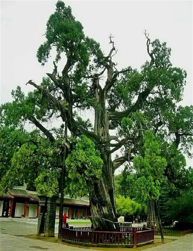 中国8大千年古树,最老一棵4000岁,世所罕见!