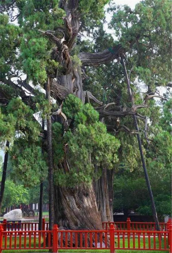 中国8大千年古树,最老一棵4000岁,世所罕见!