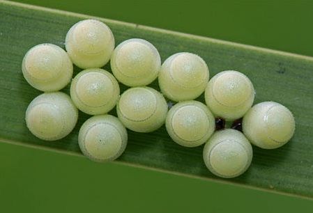 当发现树叶上藏着的圆形"笑脸"是虫蛋后,男子大呼反差太大