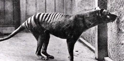 1936年世界上最后一只袋狼在澳大利亚霍巴特动物园死亡, 这也就意味着