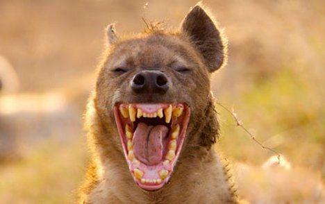 动物界的语言高手我甚至怀疑斑鬣狗能用语音聊天