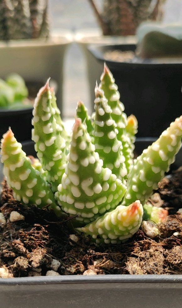 硬叶十二卷比多肉还火的植物好养不烂根颜值高价格低