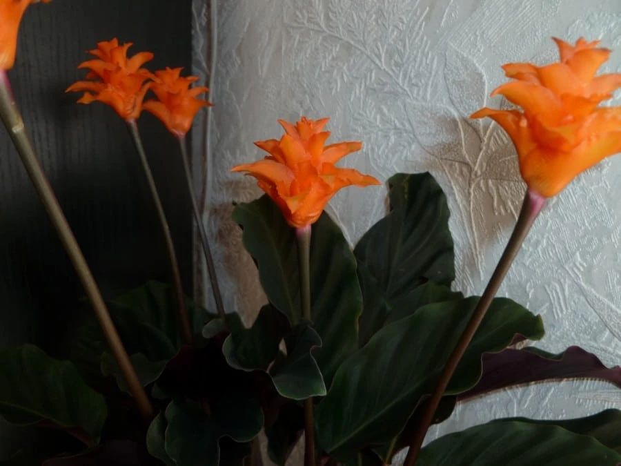 特容易开花的黄苞竹芋能开火焰般的花养树荫下都没问题