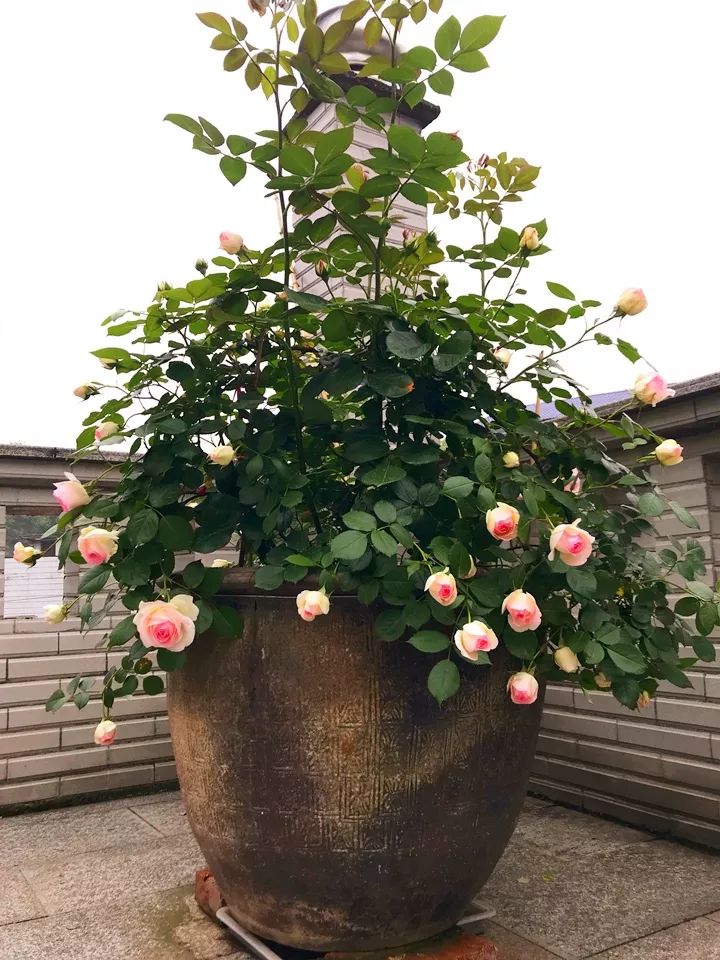 农村常见的大水缸拿来养这6种花缸缸爆满花