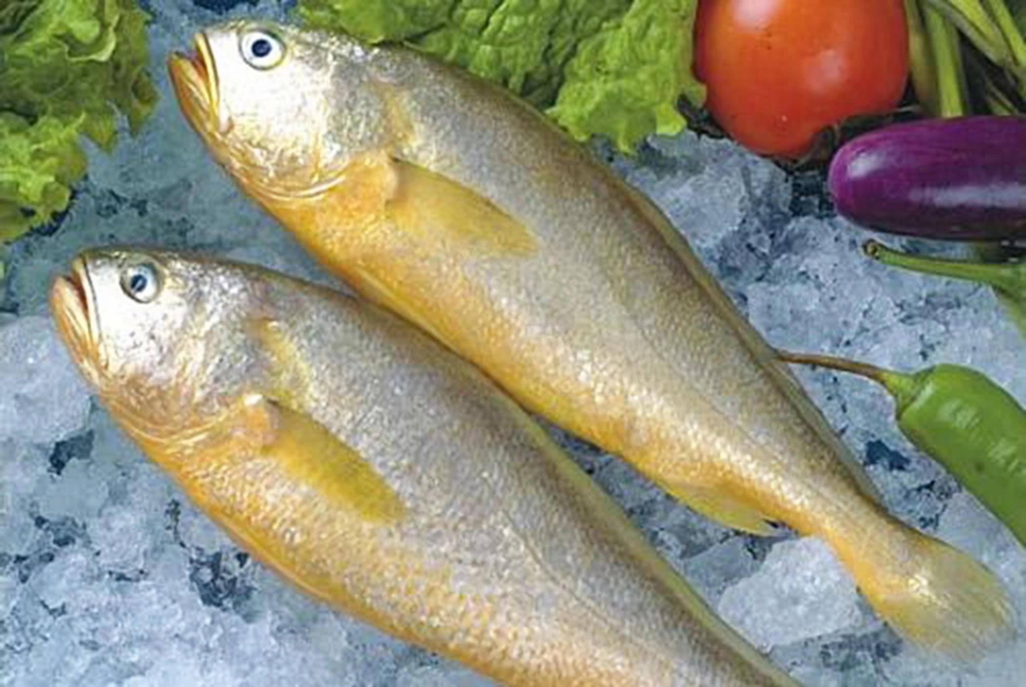 旗鱼|鱼|宝宝_新浪新闻