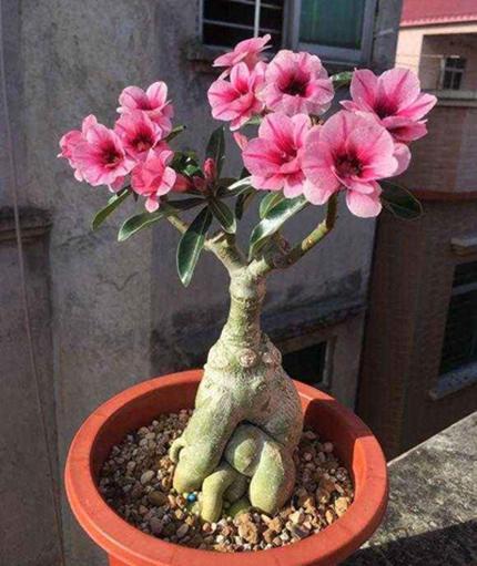 耐旱开花烂漫沙漠玫瑰开花美花期长值得养一盆