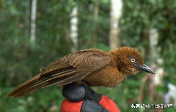 冠林鵙鹟,中国一种有毒鸟类,也是世界唯一一种有毒鸟类