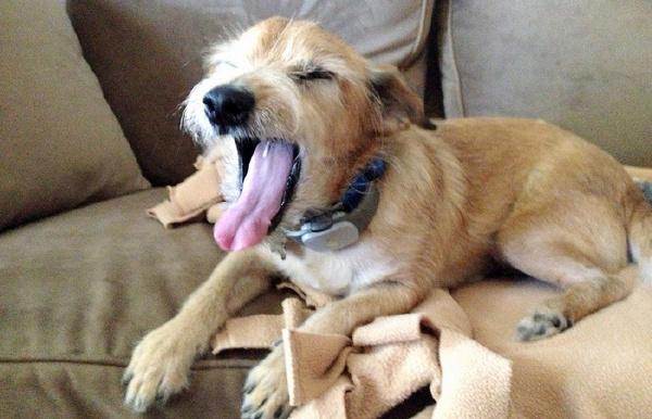 狗狗口臭的"根源"找到了,这6种原因很常见