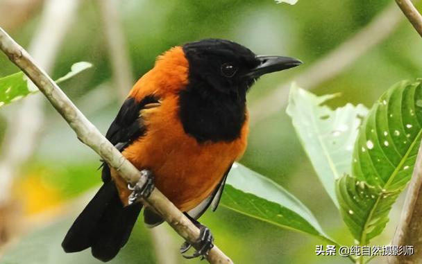 冠林鵙鹟,中国一种有毒鸟类,也是世界唯一一种有毒鸟类