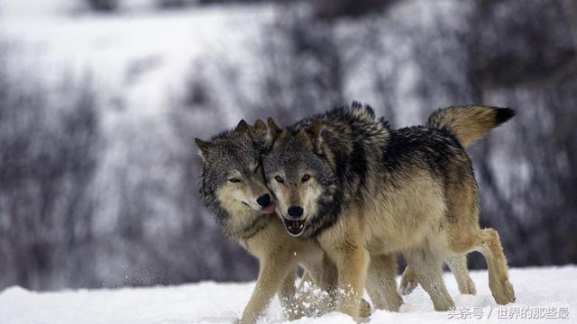 狼狗一定程度具备了狼的特性,那么一头狼能打赢两只狼狗吗?