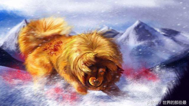 体型差不多的雪豹与藏獒,它们打来哪一方能胜?