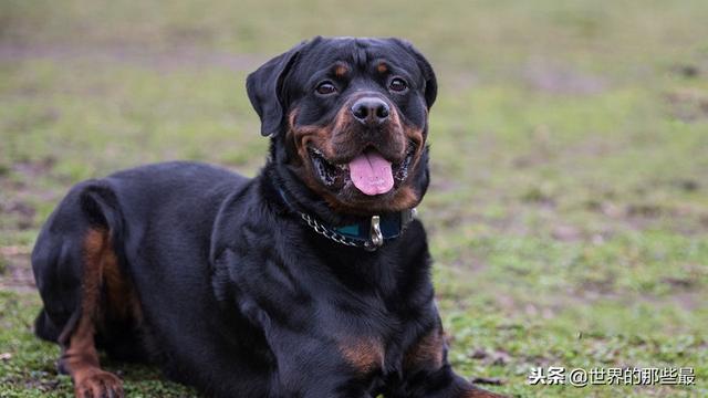 這種猛犬若戰不懼狼,比忠不輸藏獒,在各領域都有出色表現|猛犬|羅威納