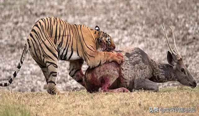 最大的狼斗得过最小的老虎吗北美灰狼与苏门答腊虎比谁厉害