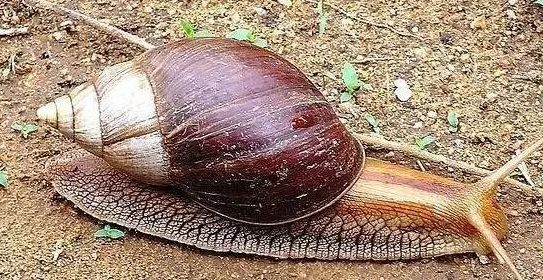 每年雨季过后美国这个州蜗牛就泛滥求助中国网友求错人了