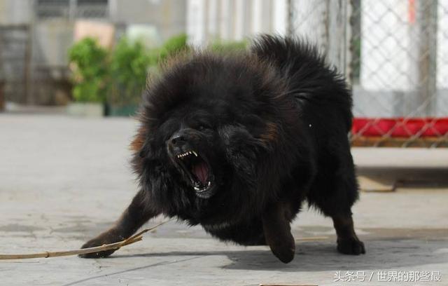 实力超过普通狼,生人敢靠近就咬|猛犬|生人|加纳利_新浪新闻