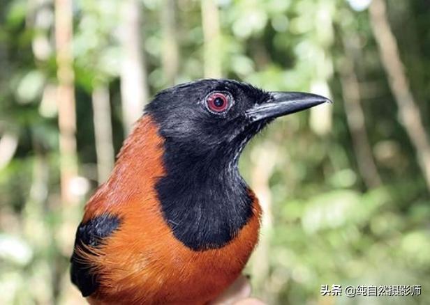 冠林鵙鹟,中国一种有毒鸟类,也是世界唯一一种有毒鸟类