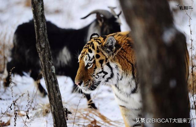 俄羅斯濱海野生動物園生活著多隻東北虎,為了保持東北虎的野性,動物園