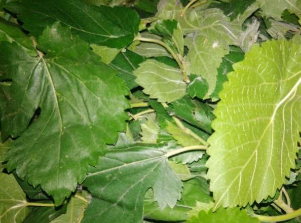 藏在我们身边"天然吸糖王"找到了,坚持每天吃,血糖不升反降|胰岛素