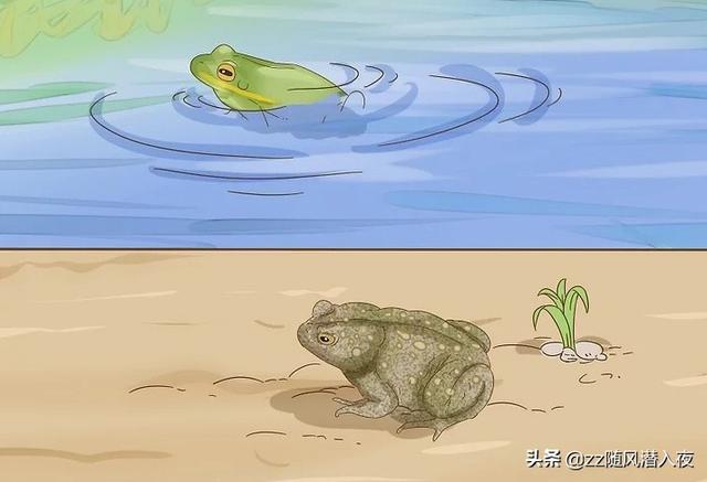 如何区分青蛙和蟾蜍