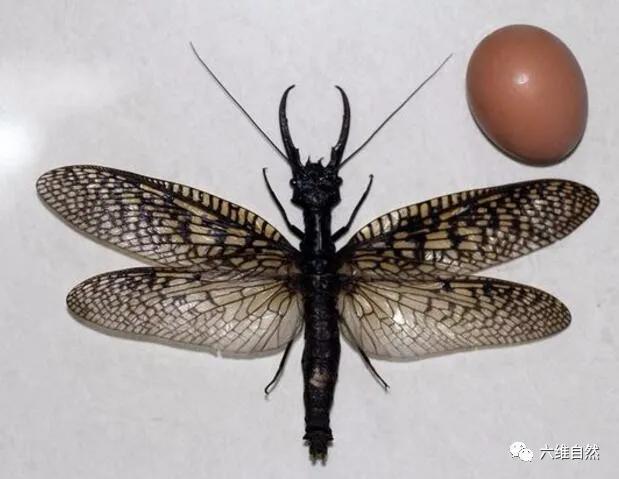 昆虫,体型有手掌大,幼虫食肉,可成虫却吃素的|巨齿|蛉|昆虫_新浪新闻