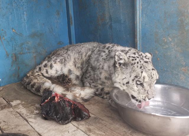 四川石渠两度救助同一只受伤雪豹:伤愈离开两天后又受新伤|雪豹|护林