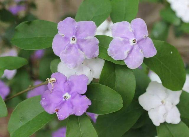 一朵茉莉开出两色花,鸳鸯茉莉会变脸,一盆顶两盆