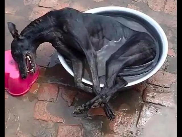狗泡在水盆里一动不动,网友还以为是杀狗现场,其实只是在降温!