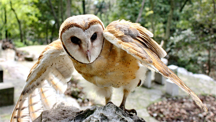 四川峨眉山有种怪鸟,鹰身鹰爪长一张猴子脸,却是捕食田鼠的能手