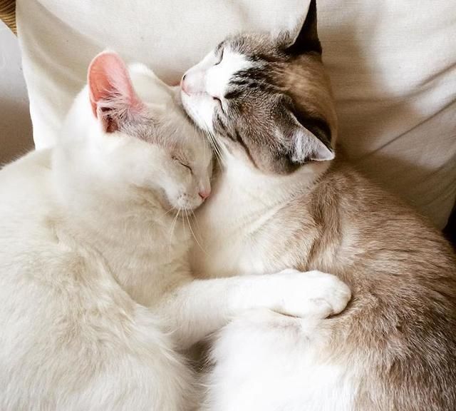 日本女生用镜头记录另一种美好生活一人两猫三餐四季