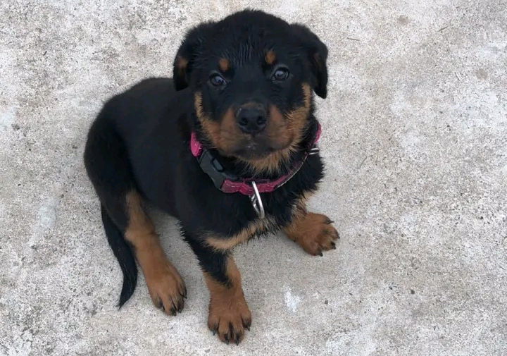 养罗威纳,也是因为看中了它看门的本事,否则就直接养只小土狗就可以了