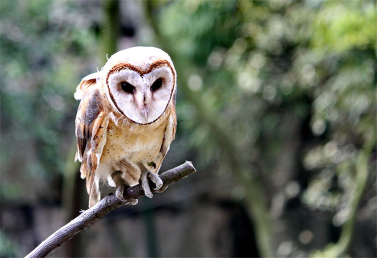 四川峨眉山有种怪鸟,鹰身鹰爪长一张猴子脸,却是捕食田鼠的能手