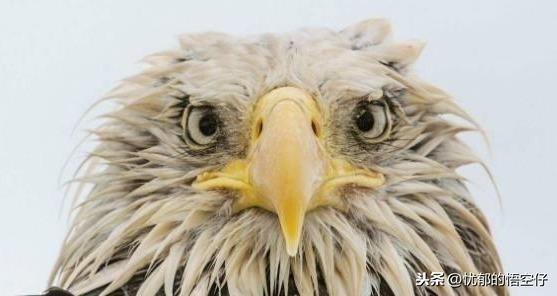 鹰和雕到底有什么区别？其实很多人都傻傻分不清