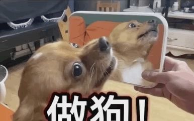 那只无法无天的网红狗"哈尼",最近翻车了!