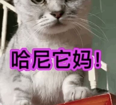 那只无法无天的网红狗"哈尼",最近翻车了!