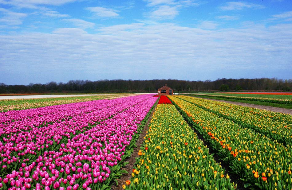 荷兰人口还不及我国一个省,但却能凭农业喂饱世界?靠的是啥?