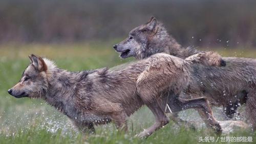 鬣狗完虐灰狼吗?