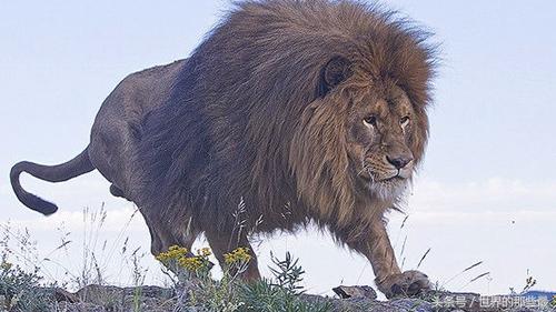 世界八大雄狮实力排行榜:开普狮排第四,第一位实力与东北虎持平|喀麦